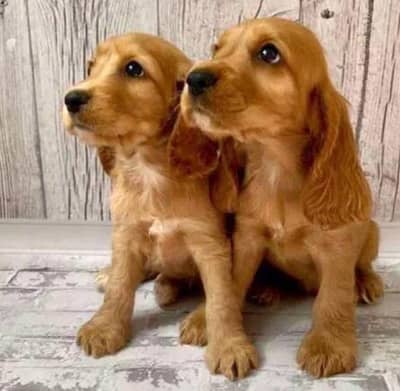 IMPORTED COCKER SPANIEL PUPPIES AVAILABLE FOR SALE