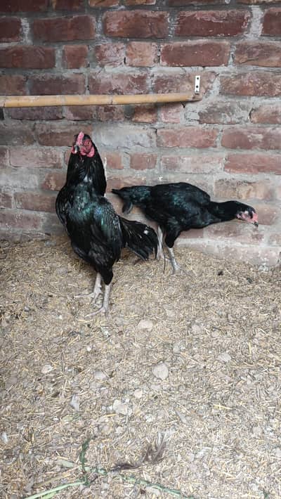 Muskha Mianwali Aseel Pair