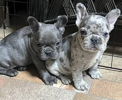 IMPORTED BRITISH BULLDOG PUPPIES AVAILABLE FOR SALE