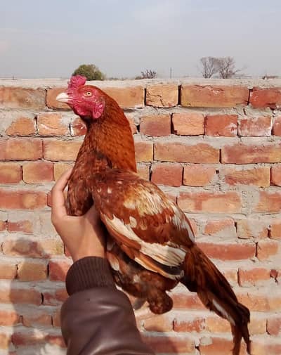 achey quality wali chez ha 0317.968. 2115