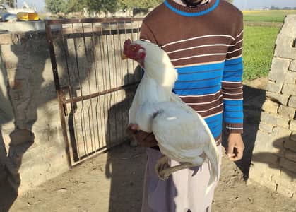 Heera Aseel Paper white murgha 0333=90=37191 Whatsapp