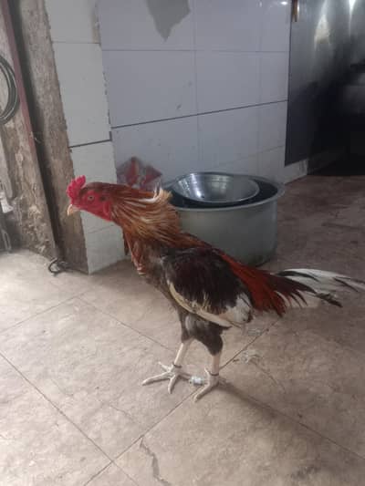 pure aseel mianwali murg