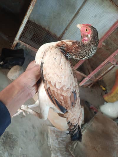 what app number 03278302691