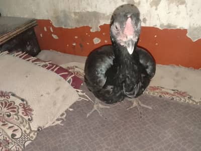 Ya ak jagerrey nasal ke morgey ha 3 bary bachy da cuky ha