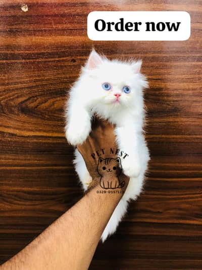 cash on delivery parshion punch face kitten cat male female