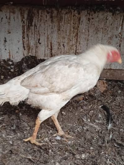 heera asel + moltid Frizzle