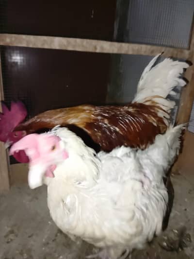 Lohman/Misri/autarlop/