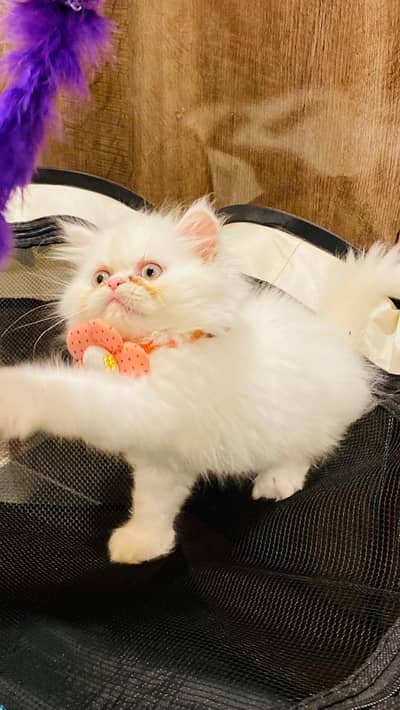 Persian Kitten Tripple Coated Extreme Punch Face Near To Piki