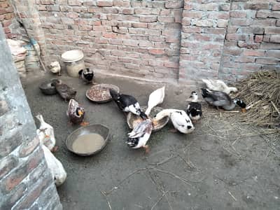 Hen duck sale eggs laying