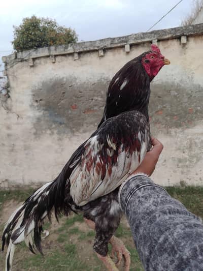 healthy active murga ha jis bhi na Lena ha rabta kar la inbox ma