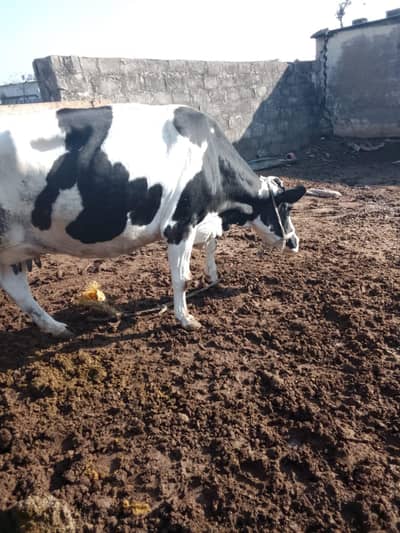 30+milk record wali cow