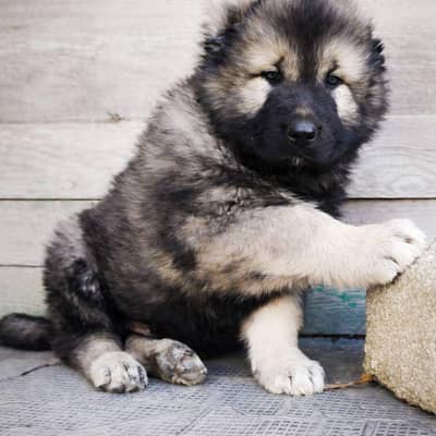 IMPORTED CAUCASIAN SHEPHERD PUPPIES AVAILABLE FOR SALE