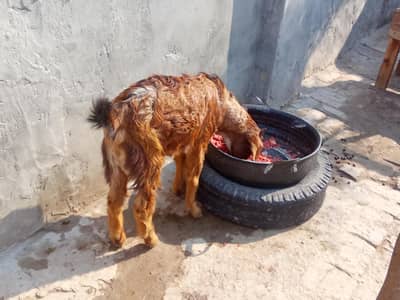 Male Goat For Bakra Eid