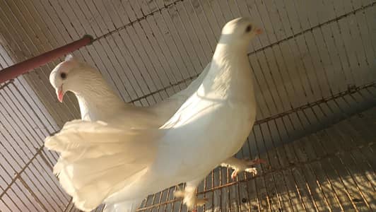 white laka kabotar pair active healthy