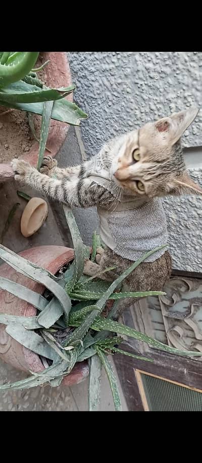 Stray Kittens For Sale