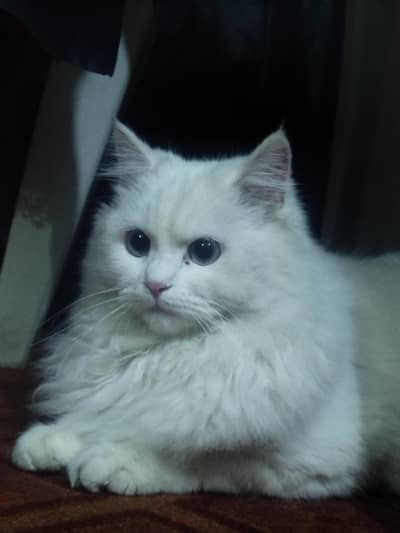 Persian cat. . . . blue eyes