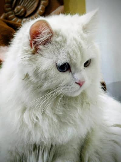 Persian cat. . . . blue eyes