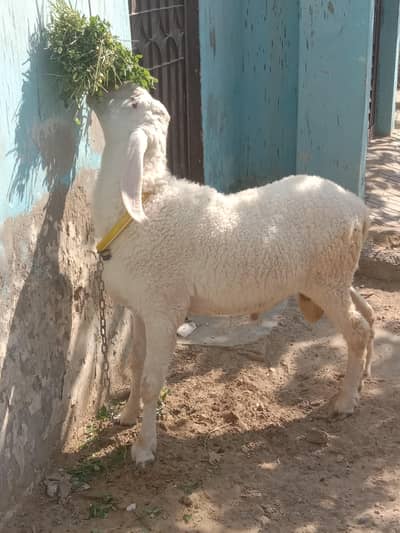 MashaALLAH for sale larkaana gulabi dumba