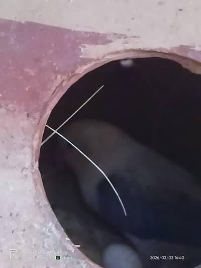 Breeder pair of love bird parblue