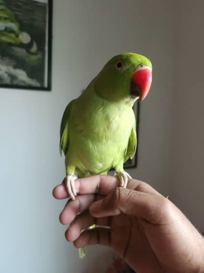 hand tame parrot
