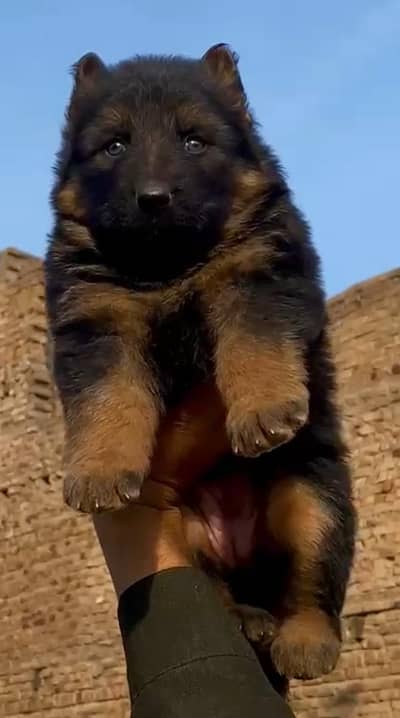 German shepherd Long coat important blood line female havey bone