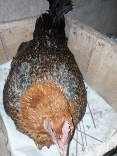 Long hight kurak madi hai