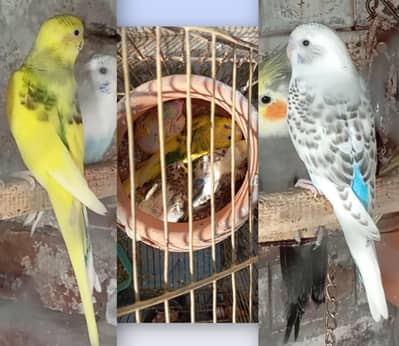 Bugies ka 1 pair for urgent sale. 0347 1521806. . Whatsapp no. .