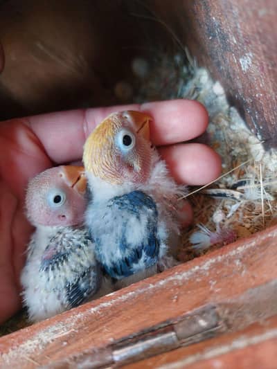 Love birds chicks