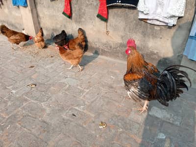 Desi Murgia | Egg laying Hens for Sale | Desi Hens for sale