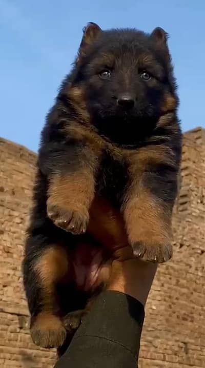 shepherd Long coat important blood line female havey bone