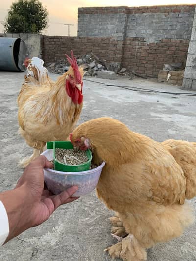 gelden heavy buff/fancy hen/heavy buff hens/murgya