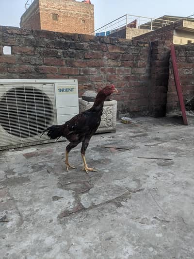 Lakha Aseel Patha zabardast quality