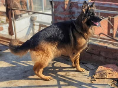 German shepherd male for stud