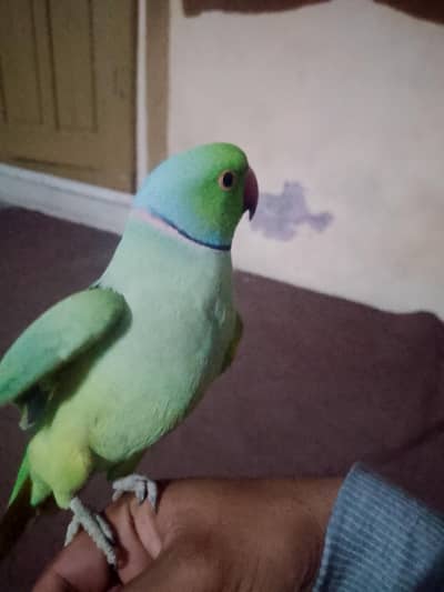 bolta ha ghr ma bara Howa ha