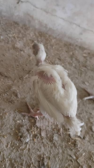 pure aseel chicks ha bilkul healthy and active