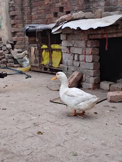 white duck male