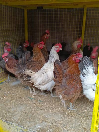 ANDON WALI MURGI FOR SALE03234094476