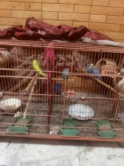 love birds male and female both