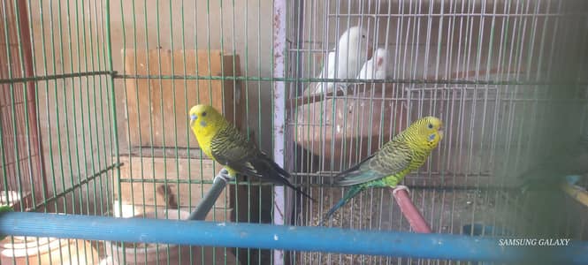 top Quality black wing Split black face pairs