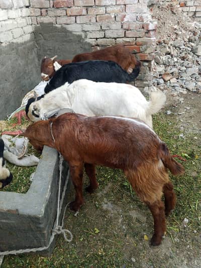 bakre for sale contact no(03704704328)