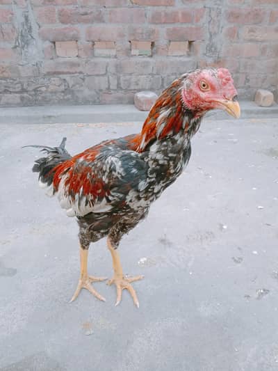 Assel murga full active