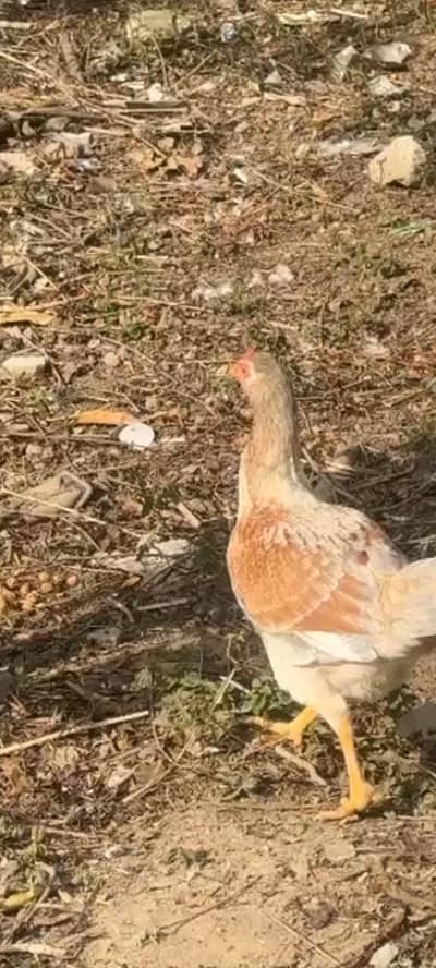 aseel maadi for sale