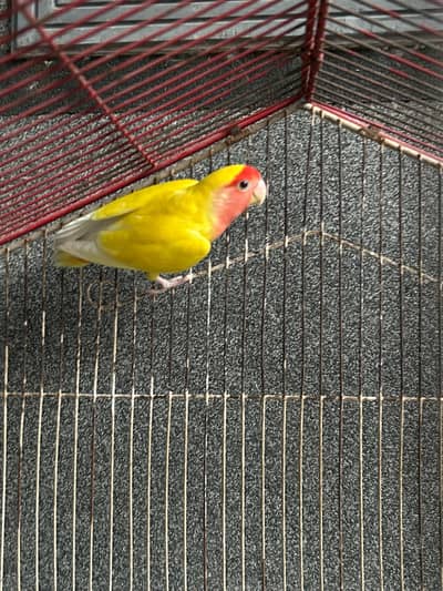 Latino red eye with cage