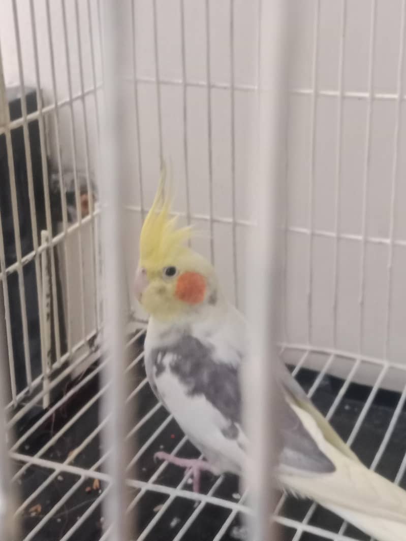 pair 2 3 Time bread 0