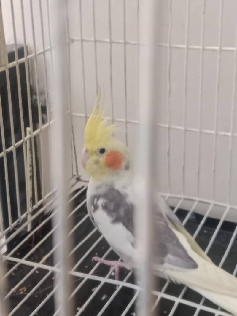 pair 2 3 Time bread 1