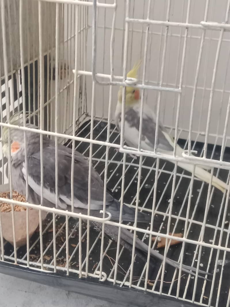 pair 2 3 Time bread 2