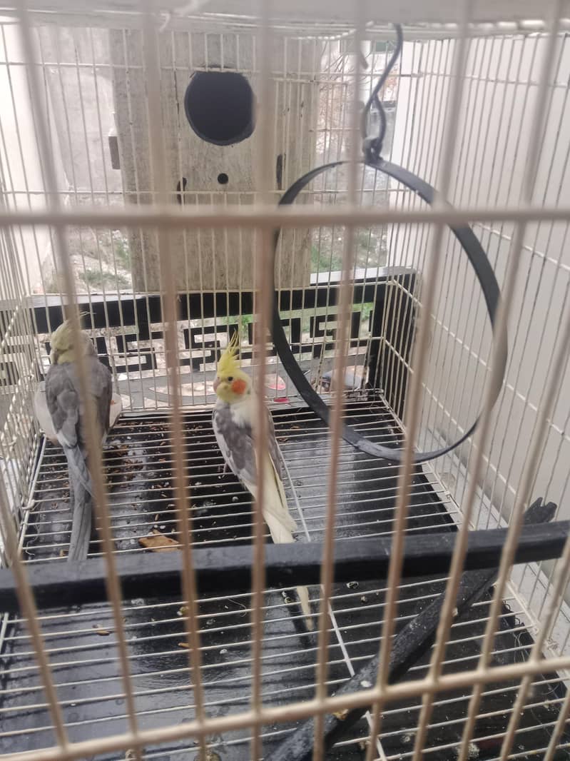 pair 2 3 Time bread 3