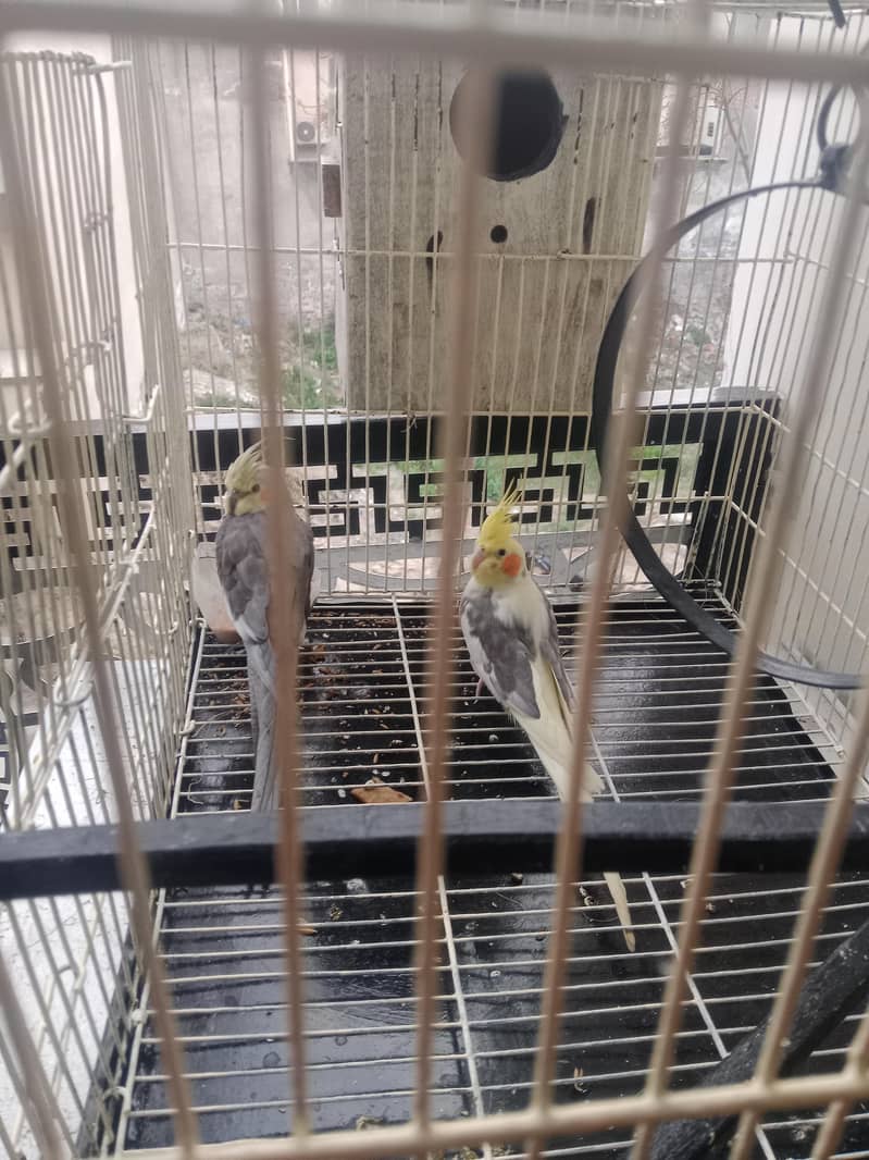 pair 2 3 Time bread 4