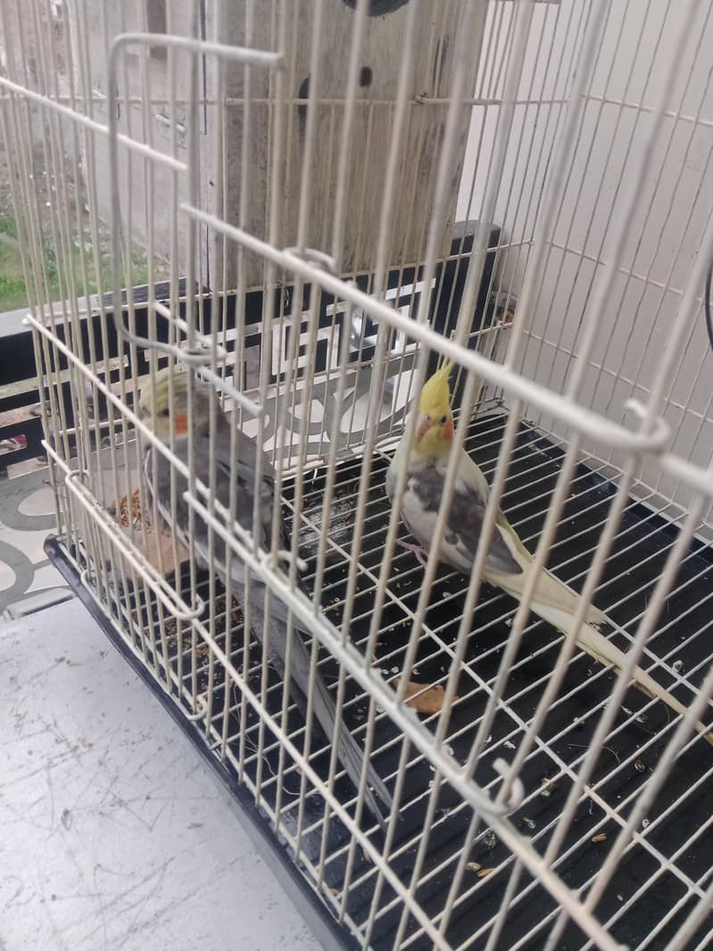 pair 2 3 Time bread 5