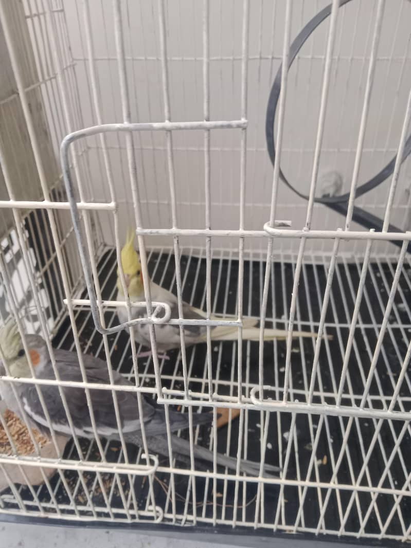 pair 2 3 Time bread 6